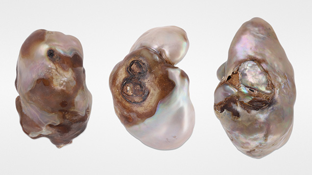 Figure 1. Left to right: Three large nacreous pearls weighing 24.47 ct (pearl 1), 36.58 ct (pearl 2), and 36.70 ct (pearl 3). Photo by Gaurav Bera.