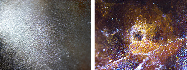 Figure 2. Features characteristic of pen pearls shown on pearl 1. Left: Striated nacre on the white and light gray areas; field of view 3 mm. Right: Non-nacreous structure consisting of a network of cells observed on the dark brown region; field of view 1.3 mm. Photomicrographs by Karan Rajguru.