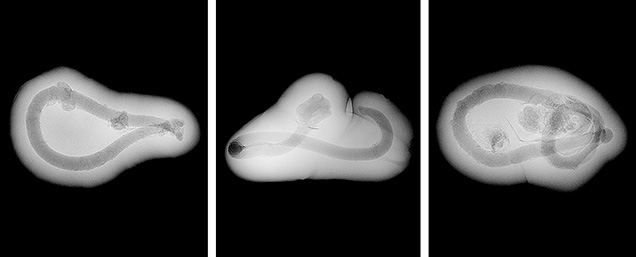 Figure 3. Similar tubular features observed in three reportedly natural saltwater pearls weighing 0.25, 0.34, and 0.44 ct, respectively, sourced from <em>Pinctada radiata</em> mollusks from the waters of Bahrain.