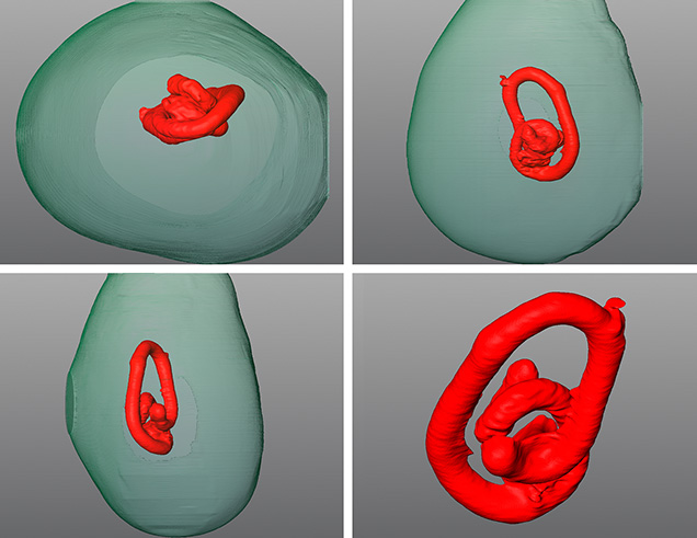 Figure 4. The 3D models generated using μ-CT scans revealed the tunnel-like feature (red) suspected of being parasite remnants or evidence of parasitic activity within the pearl.