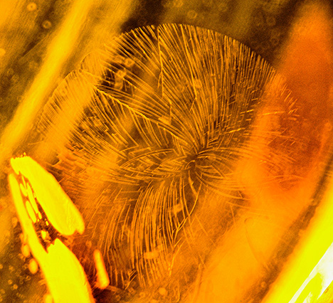 A “sun spangle” created in amber as a result of rapid cooling. Photomicrograph by Aamir Sayed; field of view 1.5 mm.