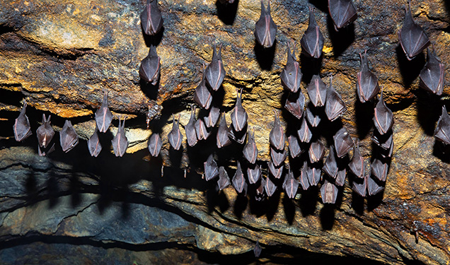 Figure 12. Over time, the old mining works have become a hibernation site for bats. Photo by Miloš Greisel; courtesy of Slovenské opálové bane Ltd.