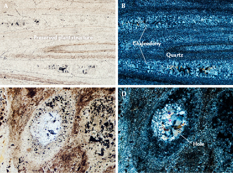 Figure 11. Photomicrographs of petrified tree fern taken with a polarizing microscope. A: Plane-polarized light reveals the preserved yellow-brown plant structure in S2. B: Cross-polarized light shows that the vein is filled with a mixture of chalcedony and microcrystalline quartz. C: A hollow structure image of sample S4 under plane-polarized light. D: Cross-polarized light reveals that subhedral quartz crystals precipitated in the hole, while fine-grained quartz surrounded the hole. Photomicrographs by Han-Yue Xu; fields of view 0.55 mm (A and B) and 0.43 mm (C and D).