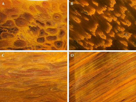 Figure 17. Comparison of surface pattern similarities between petrified tree fern and tiger’s-eye. A: Adventitious roots were confined to a shallow surface layer in the cross section of sample S1. B: Under reflected light, a cross section of tiger’s-eye shows tufted ends of crocidolite bundles encased within quartz. C: Adventitious roots show a relatively well-preserved circular texture in a longitudinal section. D: Tiger’s-eye is characterized by a parallel fiber structure in a longitudinal section, and a silky luster is seen in polished sections. Photomicrographs by Ying Yan; fields of view 0.5 mm (A), 0.7 mm (B), 1.0 mm (C), and 1.2 mm (D).