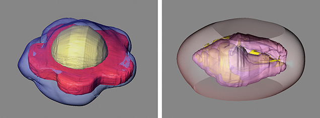 Figure 11. 3D reconstructions of the internal structures of two bead cultured pearls with atypical nuclei. Left: A flower-shaped bead nucleus in a freshwater cultured pearl. Right: A small gastropod shell used as a nucleus in a pearl from Pinctada maxima. From Yazawa and Zhou (2018).