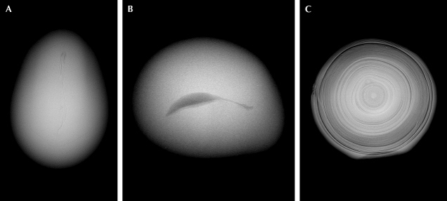 Figure 8. X-ray microradiographs of three saltwater non-bead cultured pearls obtained from Pinctada maxima pearl oysters (Homkrajae et al., 2021b). These pearls show central irregular linear structure (A), central irregular void structure (B), and evenly spaced alternating nacre and organic layers with a white core in the center (C).