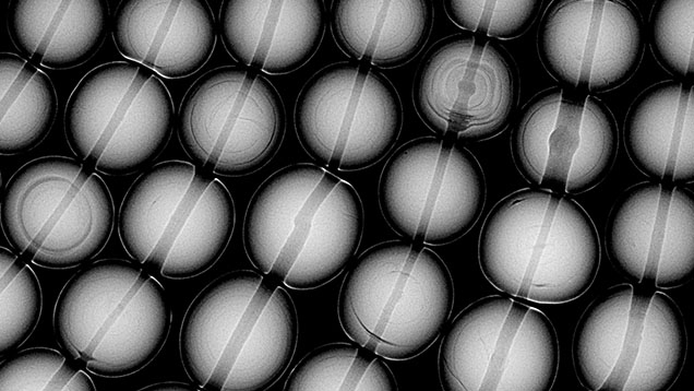 Figure 9. A section of a multi-strand necklace containing natural saltwater pearls from Pinctada species. Various natural growth structures can be found inside these pearls with X-ray microradiography.